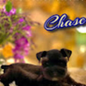 Meet your Posher, Shannon